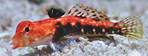 Image of Synchiropus tudorjonesi (Redback dragonet)