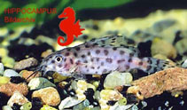 Image of Synodontis velifer 