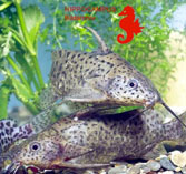 Image of Synodontis victoriae (Lake Victoria squeaker)