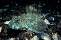 Image of Taurulus bubalis (Longspined bullhead)