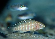 Image of Tanganicodus irsacae (Spotfin goby cichlid)