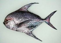 Image of Taractichthys longipinnis (Big-scale pomfret)