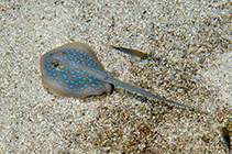 Image of Taeniura lymma (Ribbontail stingray)