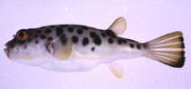 Image of Takifugu pardalis 