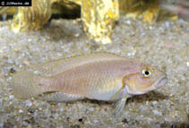 Image of Telmatochromis dhonti 