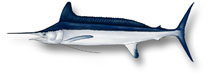 Image of Tetrapturus pfluegeri (Longbill spearfish)