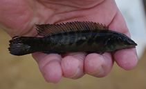 Image of Teleocichla preta 