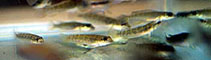 Image of Teleocichla proselytus 