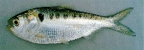 Image of Tenualosa thibaudeaui (Laotian shad)