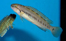 Image of Telmatochromis vittatus 