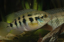 Image of Thysochromis ansorgii 