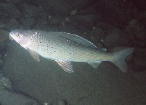 Image of Thymallus arcticus (Arctic grayling)