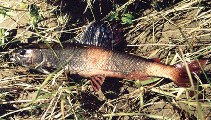 Image of Thymallus baicalensis (Baikal black grayling)