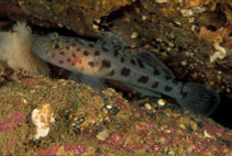 Image of Thorogobius ephippiatus (Leopard-spotted goby)