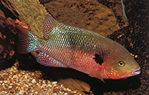 Image of Chuco godmanni (Southern checkmark cichlid)