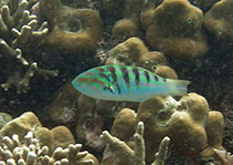 Image of Thalassoma hardwicke (Sixbar wrasse)