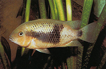 Image of Chuco intermedium (Northern checkmark cichlid)