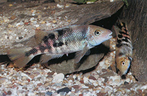 Image of Theraps irregularis (Arroyo cichlid)