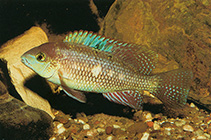 Image of Rheoheros lentiginosus (Freckled cichlid)