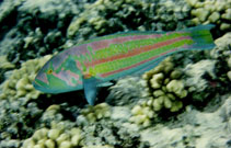 Image of Thalassoma purpureum (Surge wrasse)