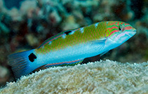 Image of Thalassoma lunare (Moon wrasse)