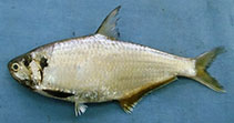 Image of Thryssa malabarica (Malabar thryssa)