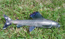 Image of Thymallus nigrescens (Kosogol grayling)