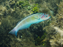 Image of Thalassoma noronhanum (Noronha wrasse)