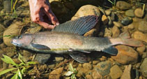 Image of Thymallus pallasii (East Siberian grayling)