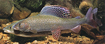 Image of Thymallus thymallus (Grayling)