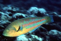 Image of Thalassoma trilobatum (Christmas wrasse)