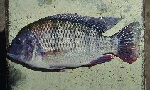 Image of Coptodon rendalli (Redbreast tilapia)