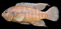 Image of Tilapia ruweti (Okavango tilapia)