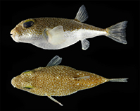 Image of Torquigener albomaculosus (White-spotted pufferfish)