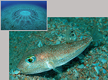 Image of Torquigener albomaculosus (White-spotted pufferfish)