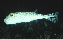 Image of Torquigener florealis 