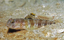 Image of Tomiyamichthys gomezi (Gomez\