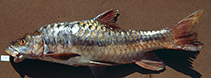 Image of Tor laterivittatus 