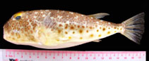 Image of Torquigener pallimaculatus 