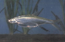 Image of Toxabramis swinhonis 