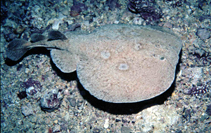 Image of Torpedo torpedo (Common torpedo)