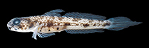 Image of Tomiyamichthys zonatus (Brownband shrimpgoby)