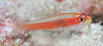 Image of Trimma anaima (Pallid pygmygoby)