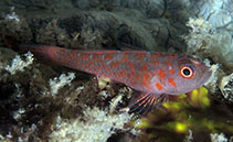 Image of Trimma annosum (Grey-bearded pygmygoby)