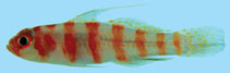 Image of Trimma cana (Candy-cane pygmy goby)