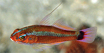 Image of Trimma caudomaculatum (Blotch-tailed pygmygoby)