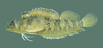 Image of Trinorfolkia clarkei (Clarke\