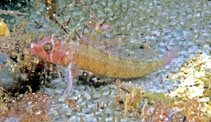 Image of Trinorfolkia cristata (Crested threefin)