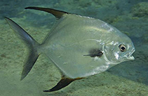 Image of Trachinotus falcatus (Permit)