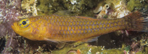 Image of Trimma finistrinum (Porthole pygmygoby)